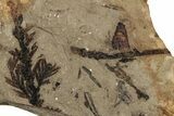 Fossil Conifer (Metasequoia) Plate - McAbee, BC #253965-1